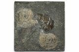 Fossil Ammonite (Dactylioceras) Cluster - Posidonia Shale, Germany #358356-1